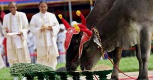 Royal oxen signal worry for Cambodian rice farmers
